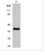 Cleaved-MMP-23 (Y79) Polyclonal Antibody