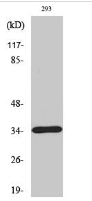 Caspase-7 Polyclonal Antibody