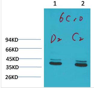 P44/42 MAPK (ERK1/2) Monoclonal Antibody