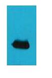 EYFP Polyclonal Antibody