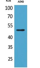 EF-1 α1/2 (Acetyl Lys41) Polyclonal Antibody