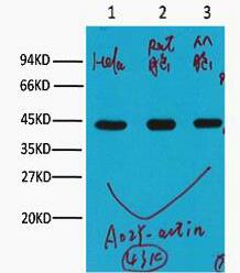 β-actin Monoclonal Antibody