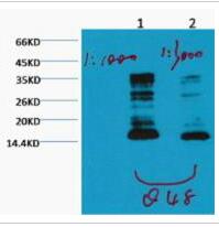 Histone H3 (Mono Methyl Lys79) Monoclonal Antibody(1E10)