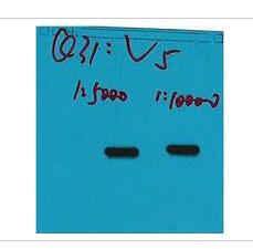 V5-Tag Monoclonal Antibody