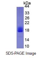 Eukaryotic Interleukin 4 (IL4)