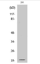 Cleaved-Ephrin-A2 (N188) Polyclonal Antibody