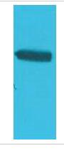 GAL4 DNA Binding Domain Polyclonal Antibody