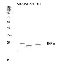 TNF α Polyclonal Antibody