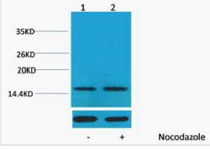 Histone H1 (Phospho Thr17) Polyclonal Antibody