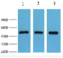 FH Polyclonal Antibody