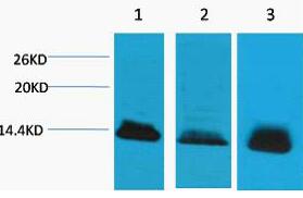 Histone H4 Polyclonal Antibody