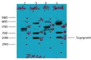 ERCC1 Monoclonal Antibody