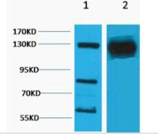 HIF-1α Polyclonal Antibody