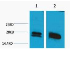 Histone H1 Polyclonal Antibody