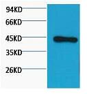β-actin Monoclonal Antibody
