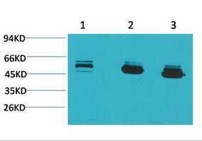 MICU1 Monoclonal Antibody