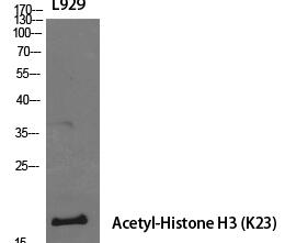 Histone H3 (Acetyl Lys23) Polyclonal Antibody