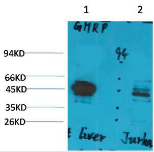 Ghrelin Receptor Polyclonal Antibody