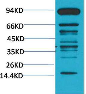 Pan Methylated Lysine Monoclonal Antibody(Mix)