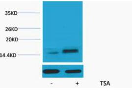 Histone H2A.Z (Acetyl Lys7) Polyclonal Antibody