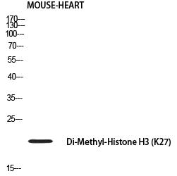 Histone H3 (Di-Methyl-Lys27) Polyclonal Antibody