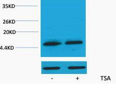 Histone H3 (Acetyl Lys79) Polyclonal Antibody