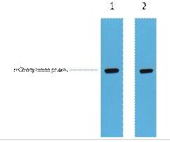 mCherry-Tag Polyclonal Antibody