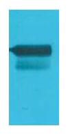 GAL4 Activation Domain Polyclonal Antibody