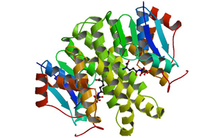 Active FMS Like Tyrosine Kinase 3 Ligand (Flt3L)