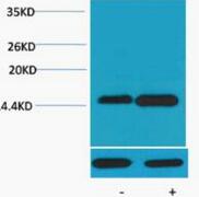 Histone H4 (Phospho Ser47) Polyclonal Antibody
