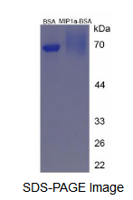 BSA Conjugated Macrophage Inflammatory Protein 1 Alpha (MIP1a)