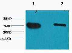 GFP Monoclonal Antibody