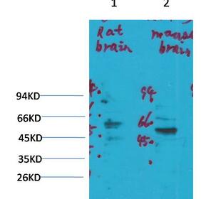 Kv1.3 Polyclonal Antibody