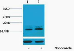 Histone H1 (Phospho Thr3) Polyclonal Antibody