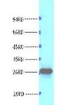 Bcl-2 Monoclonal Antibody