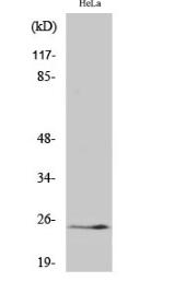 Cleaved-KLK11 (I54) Polyclonal Antibody