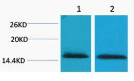 Histone H2B (Tri Methyl Lys43) Polyclonal Antibody