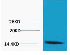 Histone H1 (Tri Methyl Lys25) Polyclonal Antibody