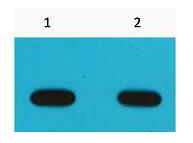 Avi-Tag Monoclonal Antibody