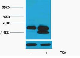 Histone H4 (Acetyl Lys5) Polyclonal Antibody