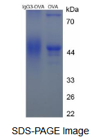 OVA Conjugated Immunoglobulin G3 (IgG3)