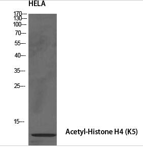 Histone H4 (Acetyl Lys5) Polyclonal Antibody