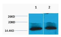 Histone H1 (Mono Methyl Lys25) Polyclonal Antibody