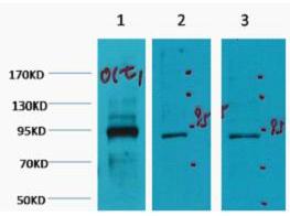 Oct1 Monoclonal Antibody