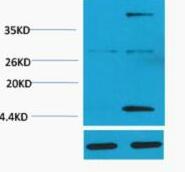 Histone H3 (Acetyl Lys4) Polyclonal Antibody
