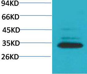Caspase-3 Polyclonal Antibody