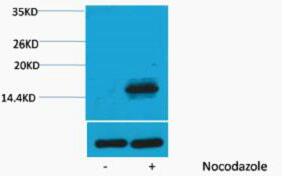 Histone H3 (Phospho Thr6) Polyclonal Antibody