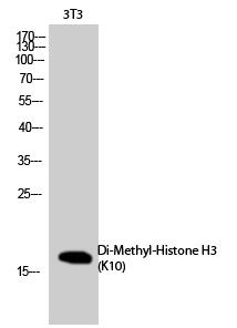 Histone H3 (Di-Methyl-Lys10) Polyclonal Antibody