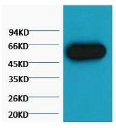 α-tubulin Monoclonal Antibody