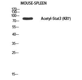 Stat3 (Acetyl Lys87) Polyclonal Antibody